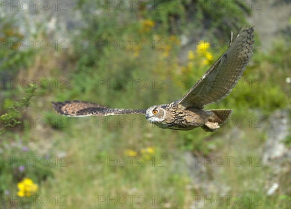 Flying Eurasian eagle-owl