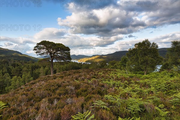 Glen Affric Nature Reserve