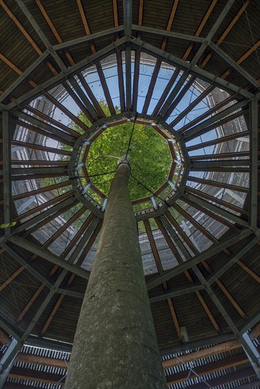 Beech tree planted in the middle of the tree top walk in the Steigerwald