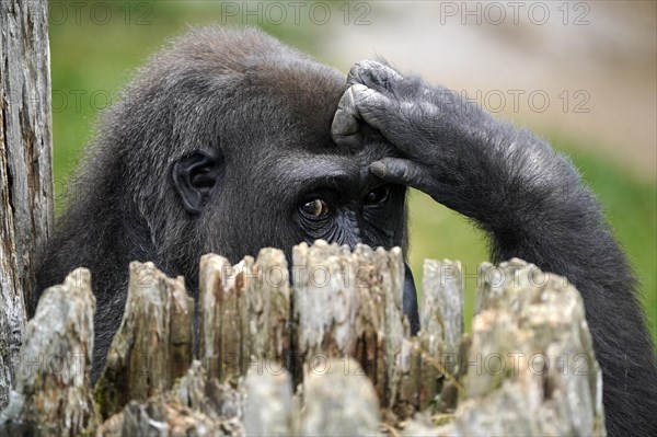 Lowland gorilla