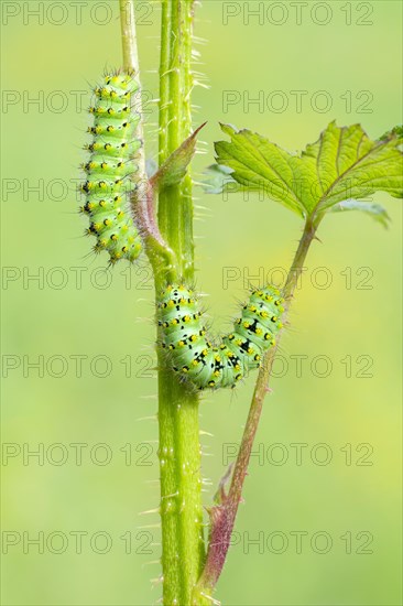 Small emperor moth