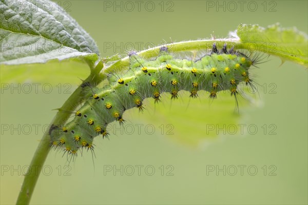 Small emperor moth