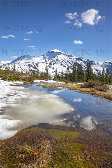 Springtime mountain landscape with meltwater pools and spruce trees