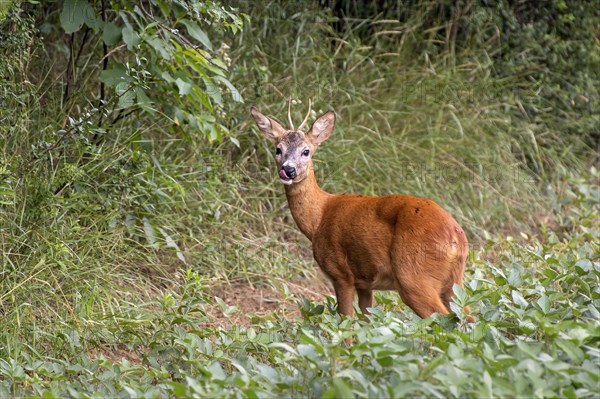 European roe deer