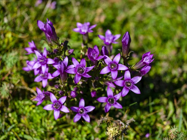 Chiltern gentian