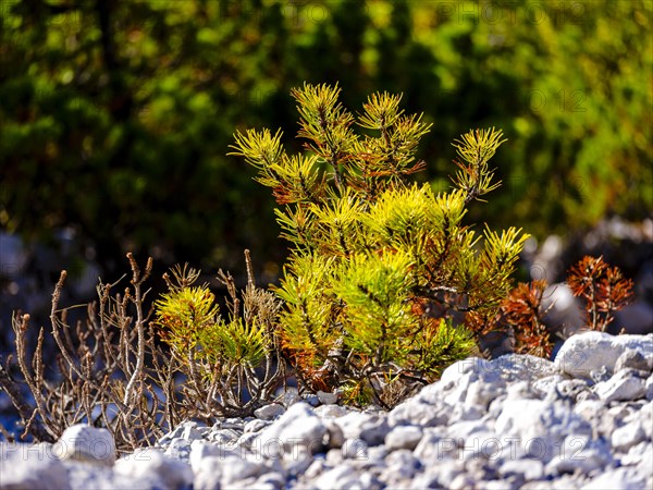 Withered mountain pine