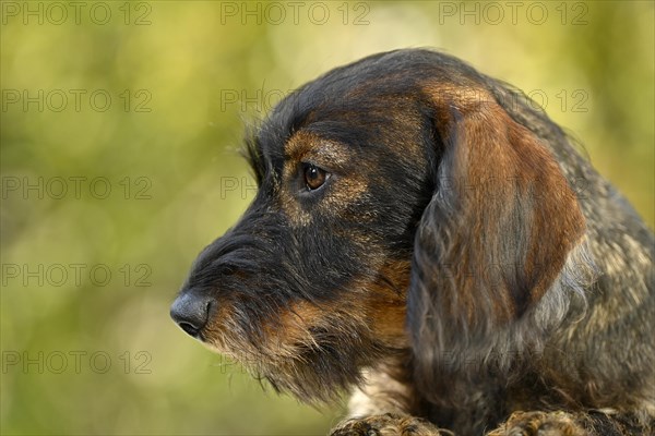 Wire-haired dachshund