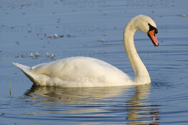 Mute swan