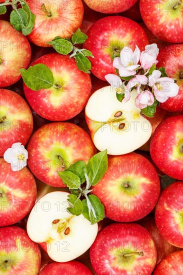 Apples Fruits red apple fruit with blossoms and leaves from above