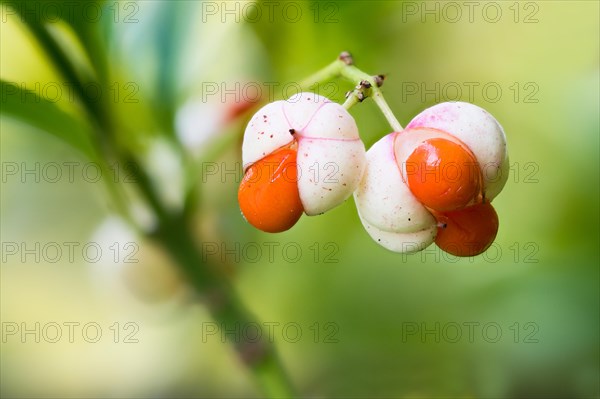 Japanese spindle bush