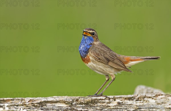 Singing White-starred Blue-throat