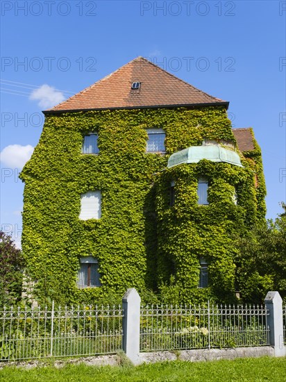 Facade overgrown with ivy on a residential building