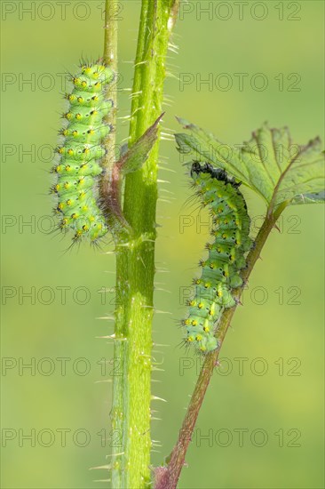 Small emperor moth