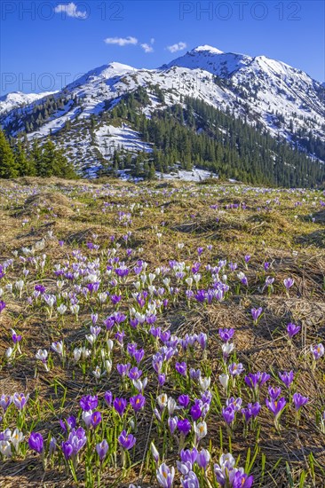 Spring mountain landscape with crocus vernus