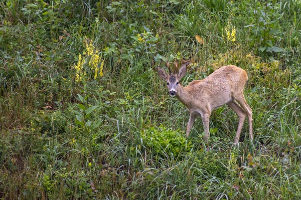 European roe deer