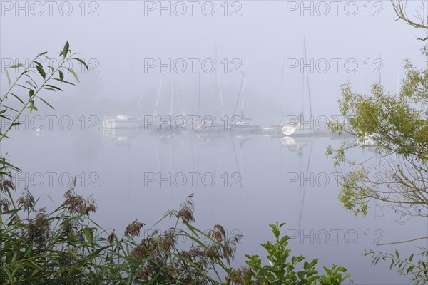 Marina in the fog