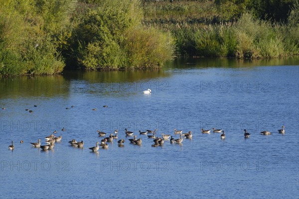 Greylag geese