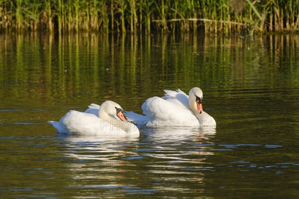 Mute swans