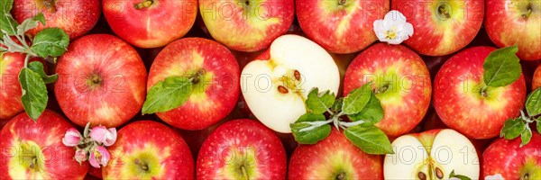 Apples Fruits red apple fruit with blossoms and leaves from above Panorama