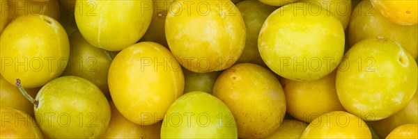 Mirabelle fruits Mirabelle plum fruit yellow plum background panorama