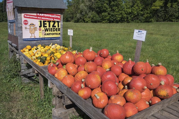 Hokkaido food and decoration pumpkins