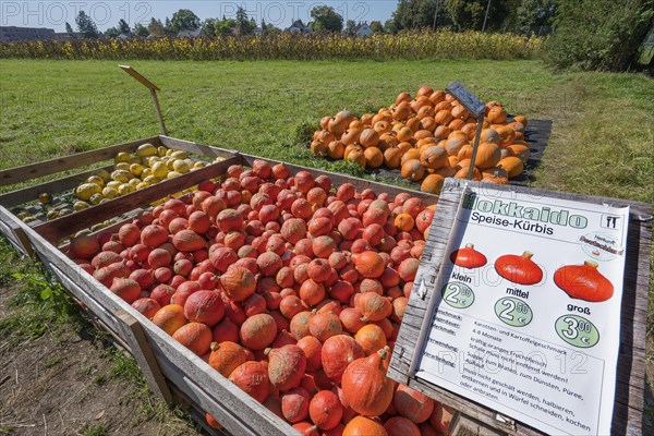 Hokkaido edible pumpkins