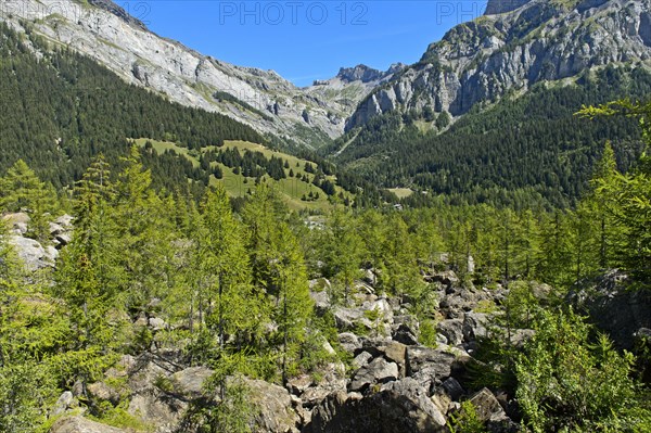 In the Derborence landslide area