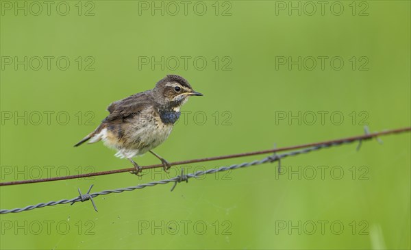 White-starred Blue-throat