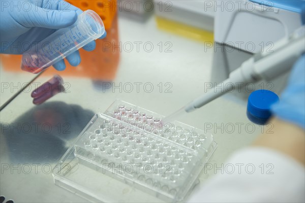 Medical laboratory assistant takes samples from a centrifuge tube with a pipette and fills them into a multiwell tray