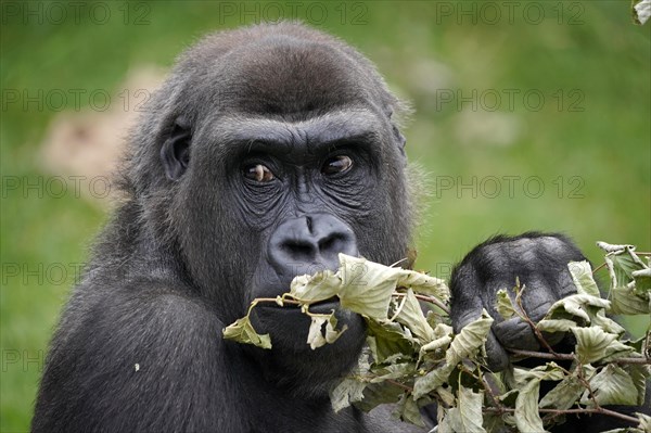 Lowland gorilla