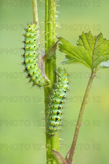 Small emperor moth