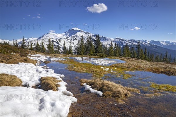 Springtime mountain landscape with meltwater pools and spruce trees