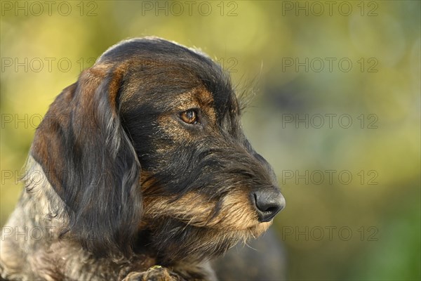 Wire-haired dachshund