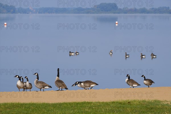 Canada geese