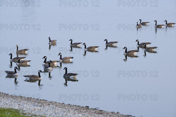 Canada geese