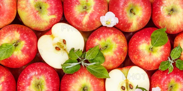 Apples Fruits red apple fruit with blossoms and leaves from above Panorama