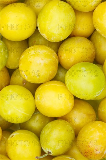 Mirabelle fruits Mirabelle fruit yellow plum plum background