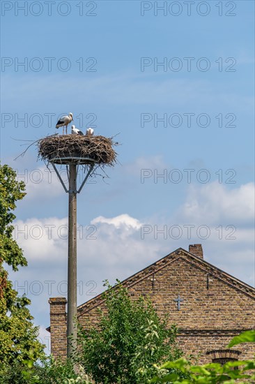 Young storks in the stork nest
