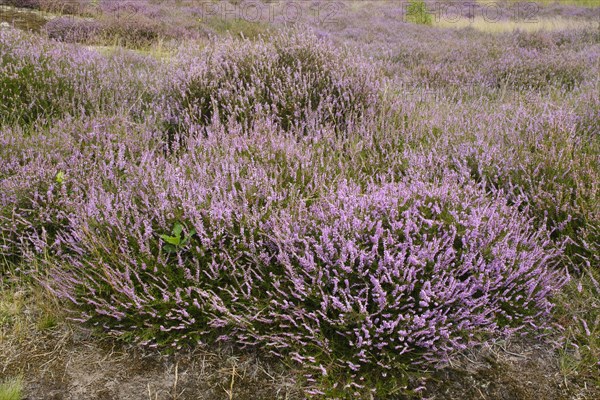 Blooming Heath