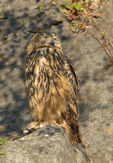 Sleeping eurasian eagle-owl
