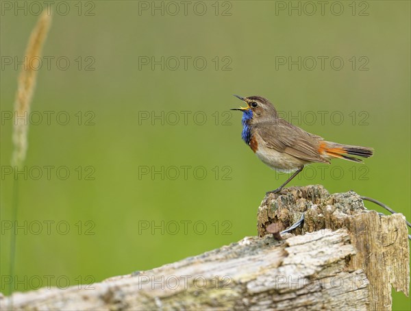 Singing White-starred Blue-throat