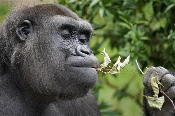 Lowland gorilla