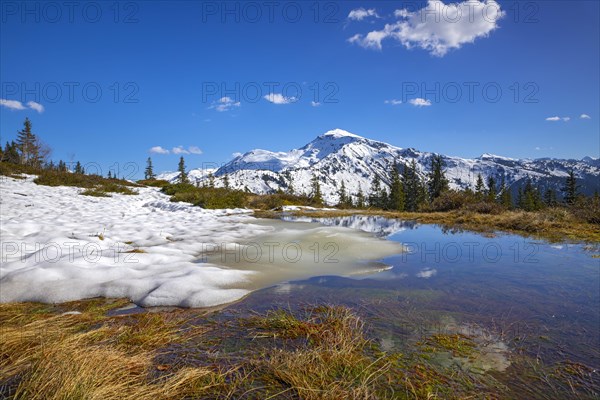 Mountain landscape with meltwater pools and spruce trees