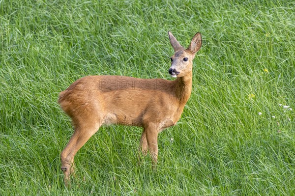 European roe deer