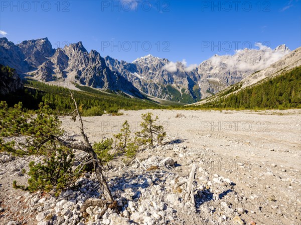 Mountain pine in Wimbachgries