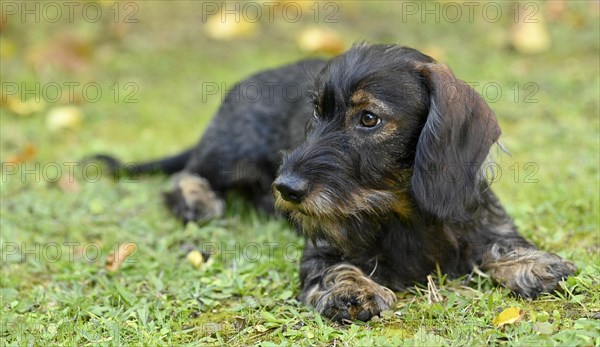 Wire-haired dachshund