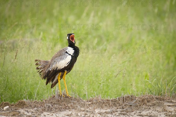 Northern black korhaan