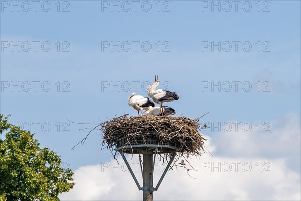 Young storks in the stork nest