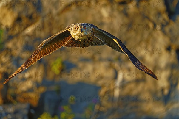 Flying Eurasian eagle owl
