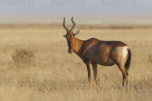 Red Hartebeest